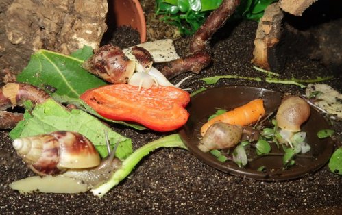schnecke_171005c.jpg