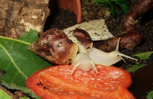 schnecke_171005a.jpg