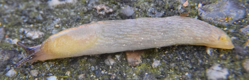 DSC_9732_kl.jpg