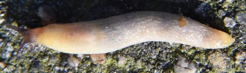DSC_9731_kl.jpg
