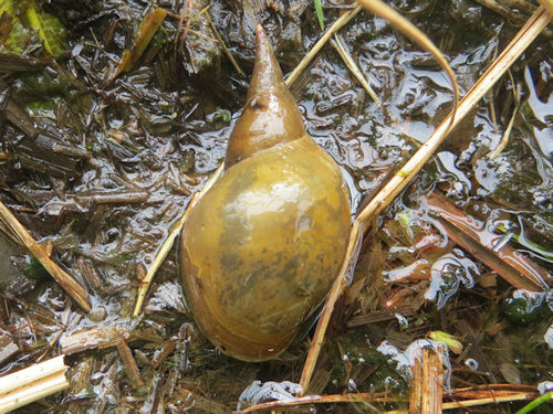 foto_weissrussland_schnecke.jpg