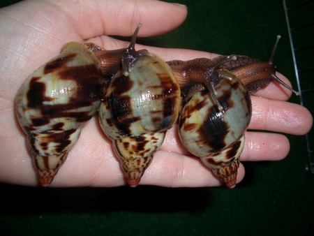 Achatina albopicta 4.jpg