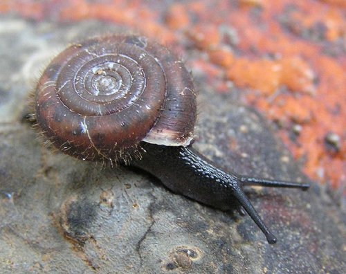 1k_Helicodonta-obvoluta_12.jpg