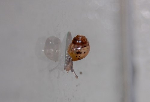 DSC_0016schneck.jpg