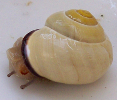 Schnecke.jpg