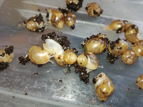 achatina-immaculata1.jpg