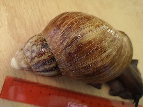 IMG_20180524_181030.jpg