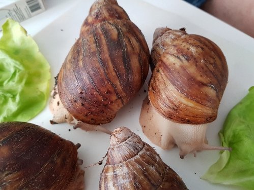 20180531_171951.jpg