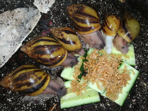 achatina-achatina.jpg