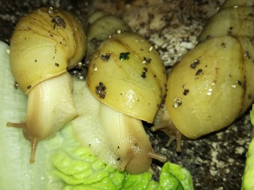 achatina-allisa.jpg