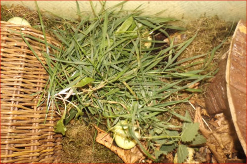 gras.JPG