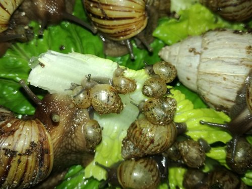 achatina-craveni.jpg