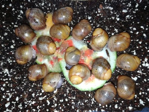 archachatina-puylaerti.jpg