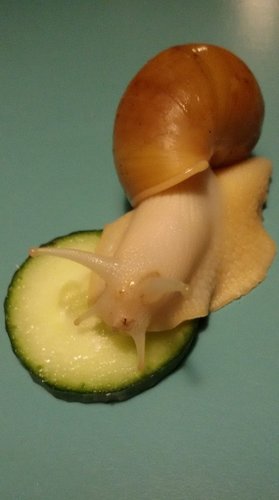 flo.jpg