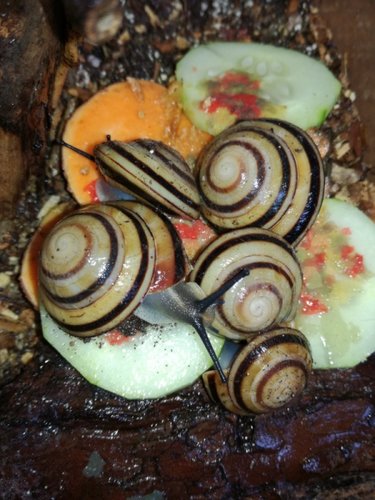 caracolus-sagemon.jpg