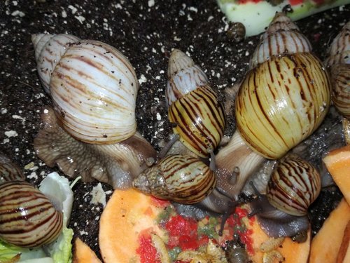 achatina-craveni.jpg