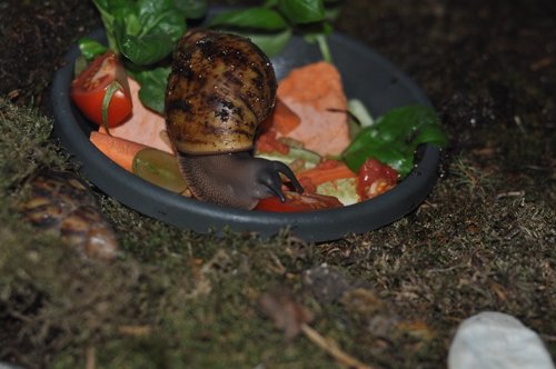 DSC_0097.JPG