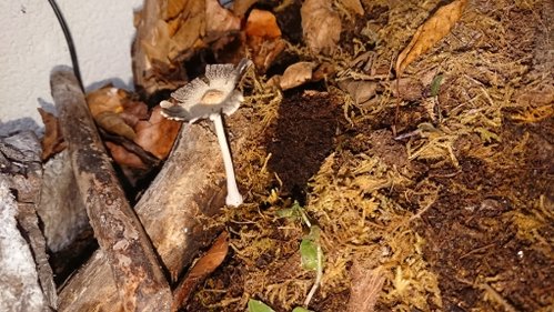 IMG-20181125-WA0014.jpeg