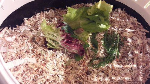Schnecke - neues Zuhause.jpg