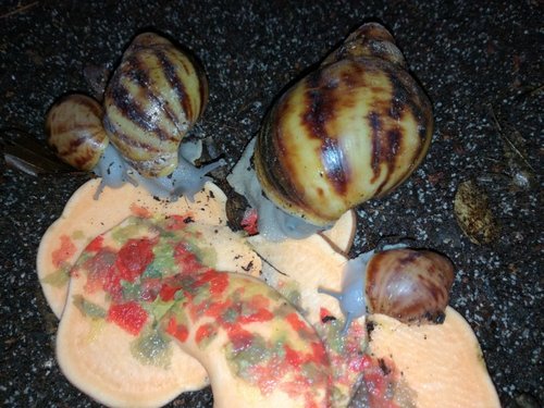 archachatina-marginata-suturalis-silver.jpg