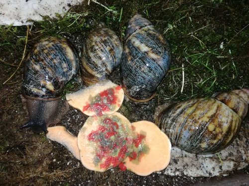 archachatina-marginata-ssp.jpg