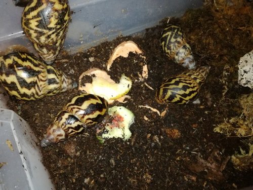 achatina-weynsi.jpg