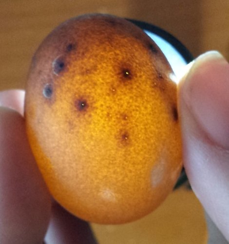 ibaraoensis egg 2 jan 2019a.jpg