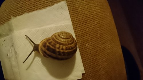 DSC_4851.JPG