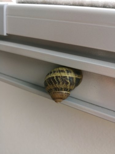 Schnecke.jpg