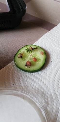 IMG-20190805-WA0005.jpeg