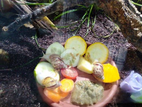 Achatina fulica white jade_Futterschale_2.jpg