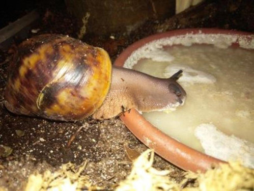 Archachatina marginata ovum.jpg