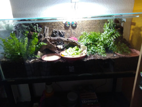 Fulica Terrarium.jpg