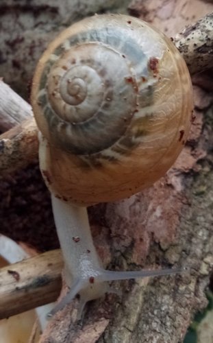 Schnecke_1.jpg