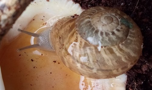 Schnecke_11.jpg