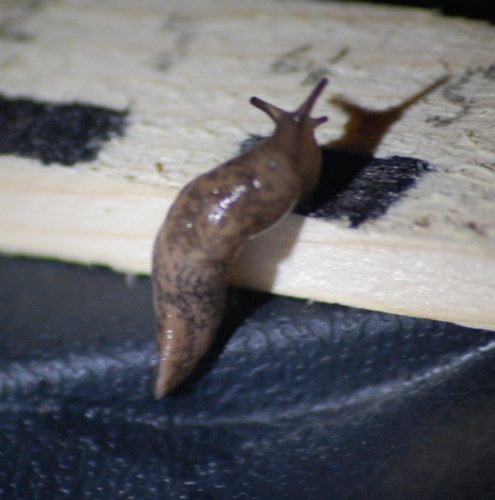 schnecke-1.jpg