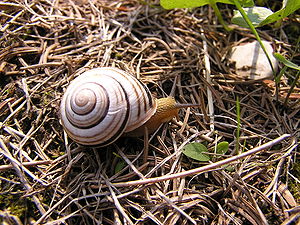 300px-Cepaea_vindobonensis1.jpg