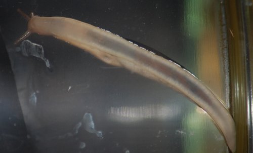 schnecke--1.jpg