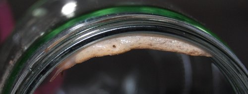 schnecke-5.jpg