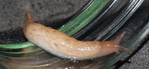 schnecke-6.jpg