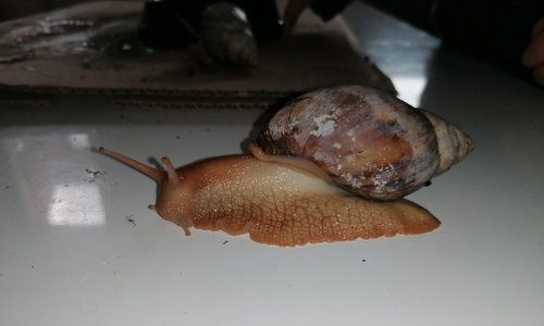 Schnecke 1 seitlich links.jpg