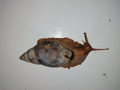 Schnecke 1 oben.jpg