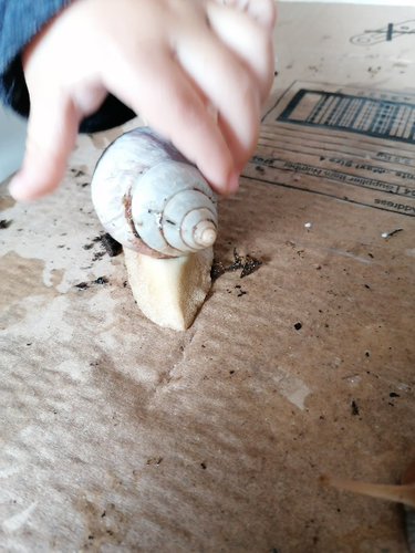 Schnecke 3 Fußende.jpg