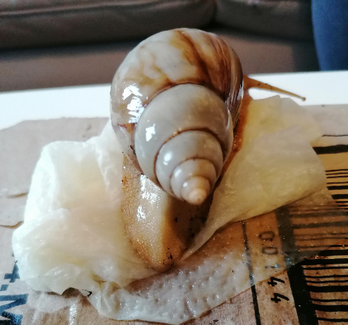 Apex Schnecke 3.jpg