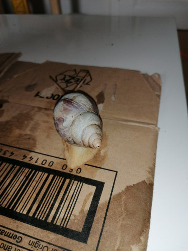 Schnecke 2 Fußende.jpg