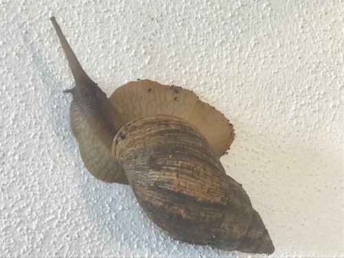 Einhornschnecke.jpg