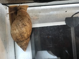 Schnecke gelb.jpg