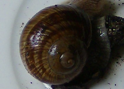 helix-oder-cornu3.jpg