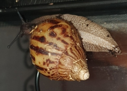 Screenshot_20201230-063233_Samsung Internet.jpg