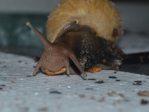 DSC_6494.JPG